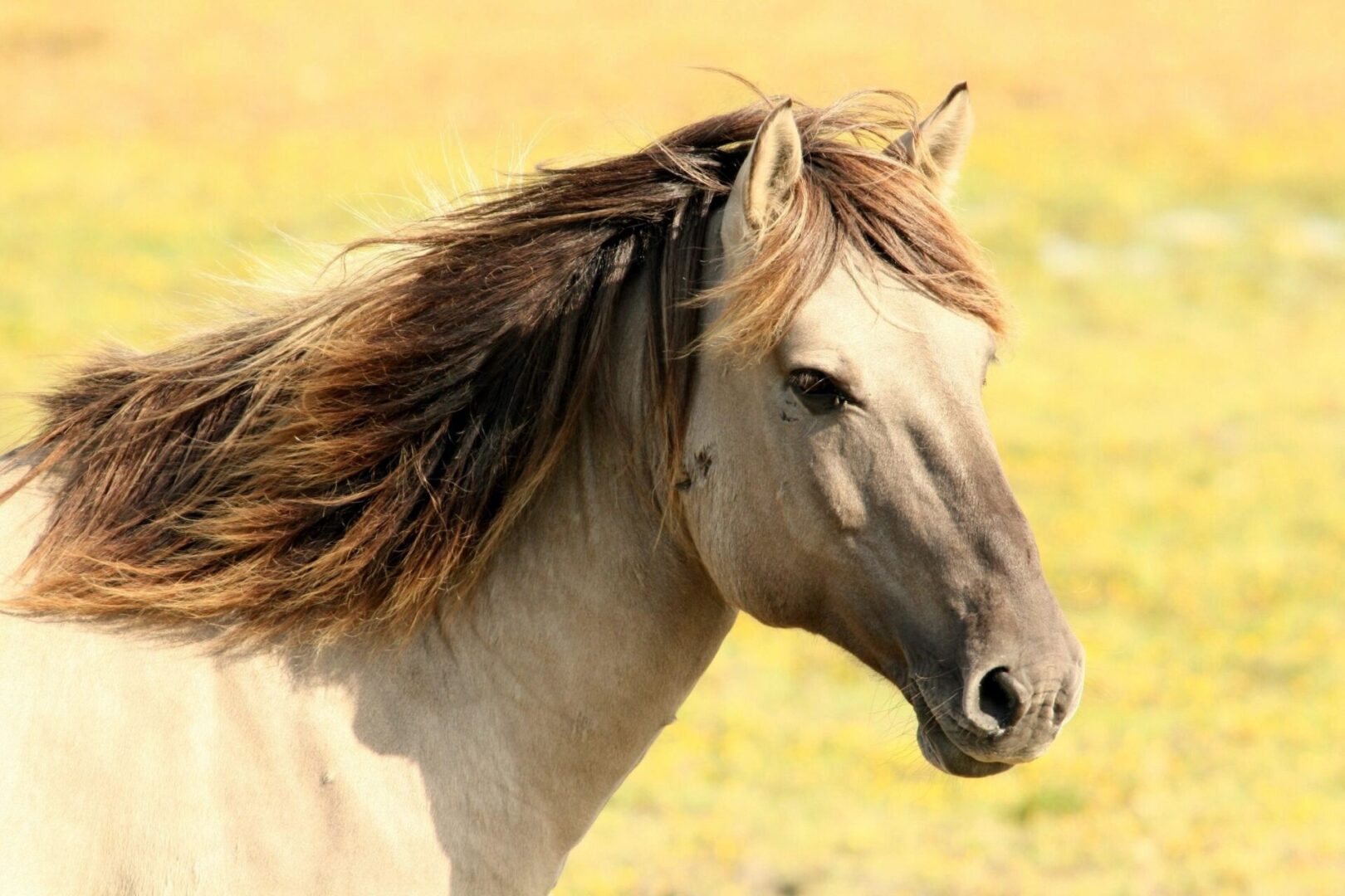A Brown Color Horse in the Meddle of the Field